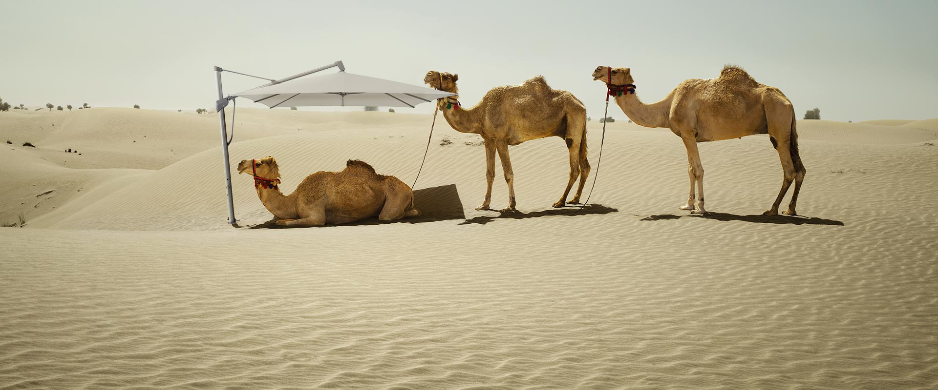 Sombrano S+ Limited Edition - das Highlight der Saison 2020